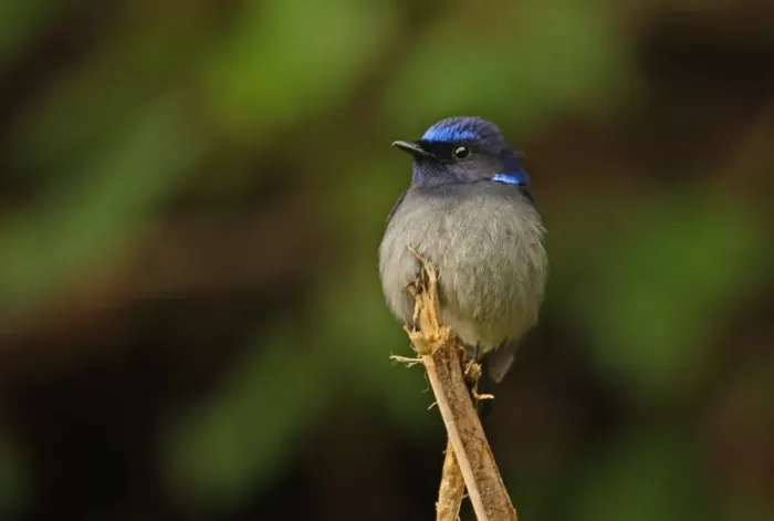 Framed Print : Small Niltava (Niltava macgrigoriae signata) adult male, perched on stick, Arunachal Pradesh, India, january Framed Print : Small Niltava (Niltava macgrigoriae signata) adult male, perched on stick, Arunachal Pradesh, India, january