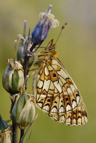 Small Pearl-bordered Fritillary (Boloria selene) adult, roosting on Bluebell (Hyacinthoides non-scripta)