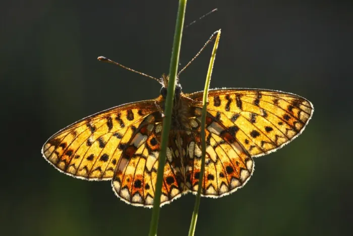 Framed Print : Small Pearl-bordered Fritillary (Boloria selene) adult, underside, basking in morning sunshine, Powys, Wales, june Framed Print : Small Pearl-bordered Fritillary (Boloria selene) adult, underside, basking in morning sunshine, Powys, Wales, june