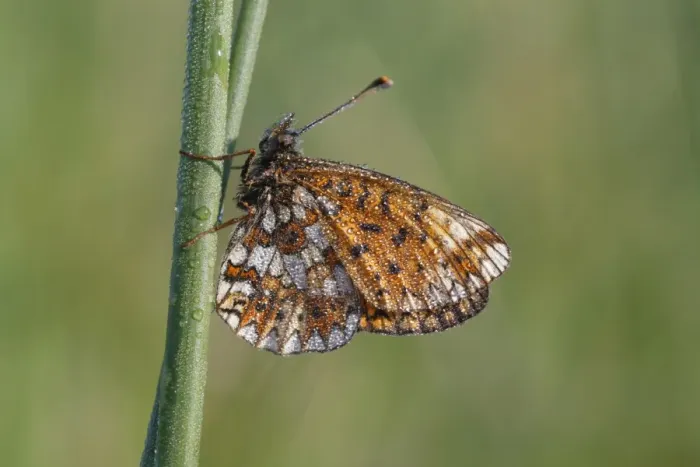 Framed Print : Small Pearl-bordered Fritillary (Boloria selene) adult, underside, roosting at dawn, covered in dew, Powys, Wales, june Framed Print : Small Pearl-bordered Fritillary (Boloria selene) adult, underside, roosting at dawn, covered in dew, Powys, Wales, june