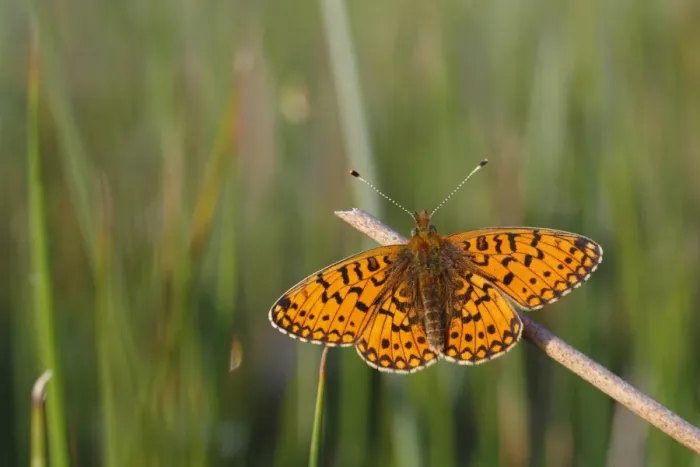 Framed Print : Small Pearl-bordered Fritillary (Boloria selene) adult male, basking on stem, Powys, Wales, june Framed Print : Small Pearl-bordered Fritillary (Boloria selene) adult male, basking on stem, Powys, Wales, june