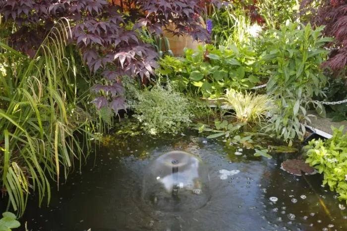Framed Print : Small pond with fountain in urban garden, Morecambe, Lancashire, England, june Framed Print : Small pond with fountain in urban garden, Morecambe, Lancashire, England, june