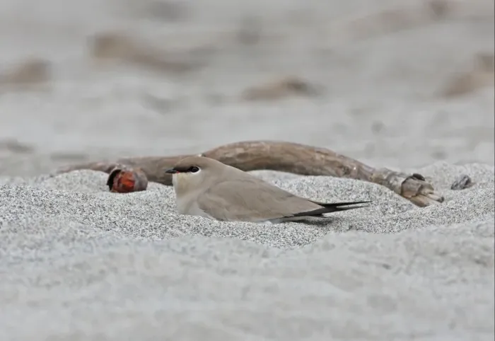 Framed Print : Small Pratincole (Glareola lactea) adult, resting in hollow on sandbank, Nameri, Assam, India, january Framed Print : Small Pratincole (Glareola lactea) adult, resting in hollow on sandbank, Nameri, Assam, India, january