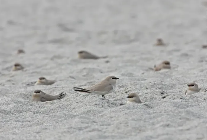Framed Print : Small Pratincole (Glareola lactea) adults, flock resting in hollows on sandbank, Nameri, Assam, India, january