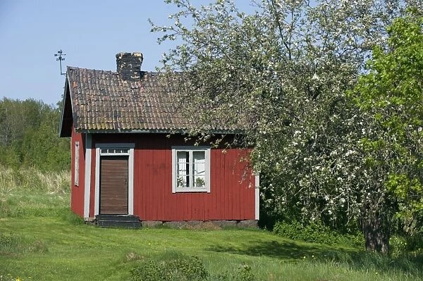 Small red cottage beside tree with blossom, Sweden, may
