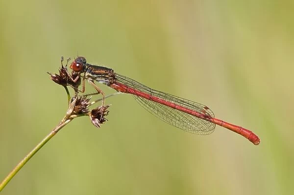Small Red Damselfly (Ceriagrion tenellum) adult male, resting on seedhead, Arne RSPB Reserve, Dorset, England, August
