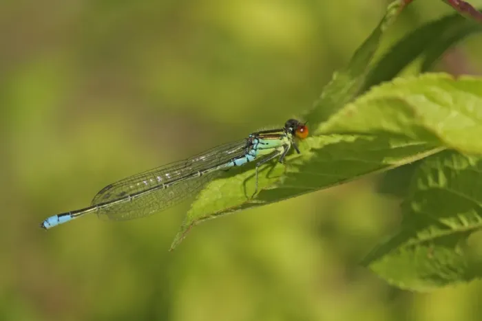 Framed Print : Small Red-eyed Damselfly (Erythromma viridulum) adult male, resting on leaf, Sutcliffe Park Framed Print : Small Red-eyed Damselfly (Erythromma viridulum) adult male, resting on leaf, Sutcliffe Park