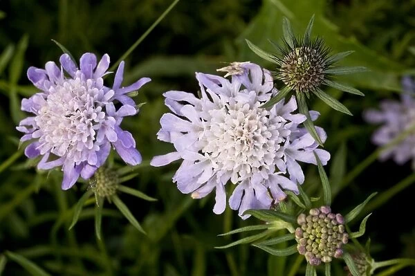 Small Scabious Scabiosa columbaria close-up of flowers, growing in coastal limestone grassland, Berry Head N. N. R