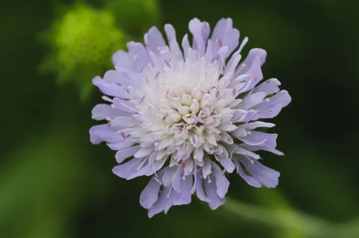 Framed Print : Small Scabious (Scabiosa columbaria) close-up of flower, Crossness Nature Reserve, Bexley, Kent, England, June Framed Print : Small Scabious (Scabiosa columbaria) close-up of flower, Crossness Nature Reserve, Bexley, Kent, England, June