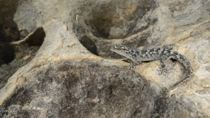 Framed Print : Small-scaled Leaf-toed Gecko (Goggia microlepidota) adult, resting on rock, Winterhoekberge, Western Cape Framed Print : Small-scaled Leaf-toed Gecko (Goggia microlepidota) adult, resting on rock, Winterhoekberge, Western Cape