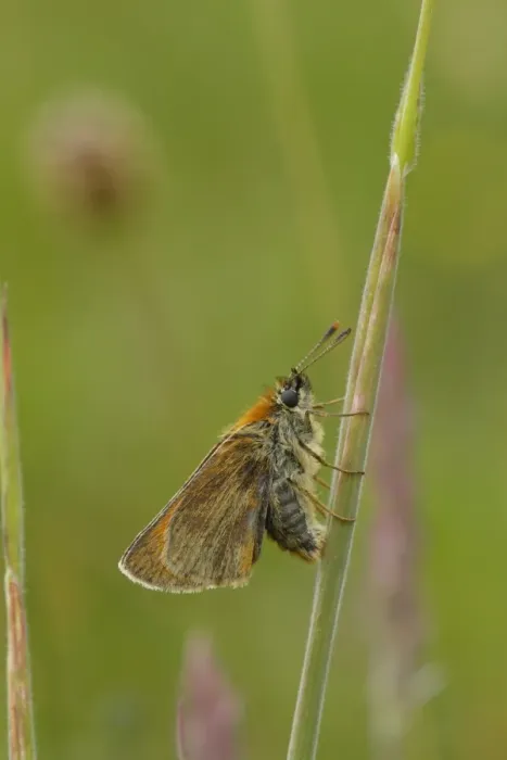Framed Print : Small Skipper (Thymelicus sylvestris) adult female, laying eggs in grass leaf sheath, Powys, Wales, june