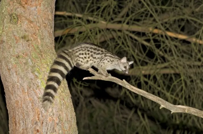 Framed Print : Small-spotted Genet (Genetta genetta) adult, standing on branch at night, Spain