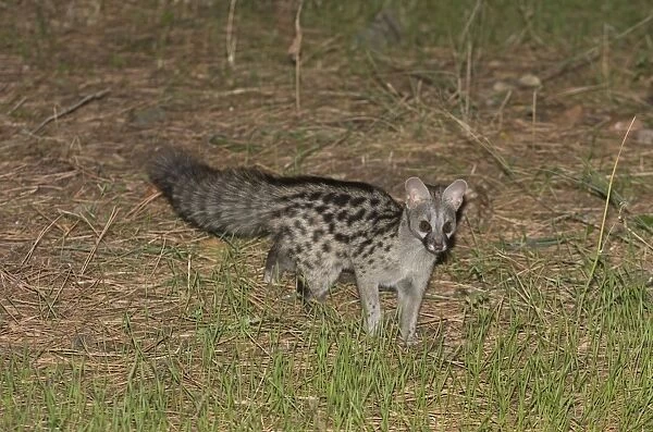 Small-spotted Genet (Genetta genetta) adult, hunting on ground at night, Spain