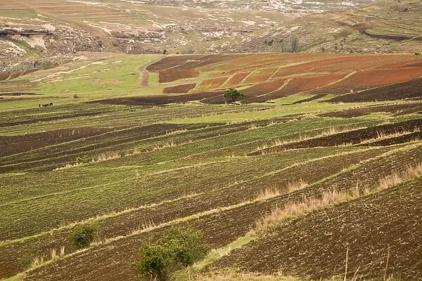 Small terraced arable fields in spring at high altitude, near Moteng, Drakensberg Mountains, Lesotho, November