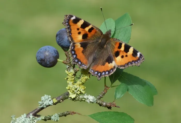 Framed Print : Small Tortoiseshell (Aglais urticae) adult, resting on Blackthorn (Prunus spinosa) leaves with ripe fruit Framed Print : Small Tortoiseshell (Aglais urticae) adult, resting on Blackthorn (Prunus spinosa) leaves with ripe fruit