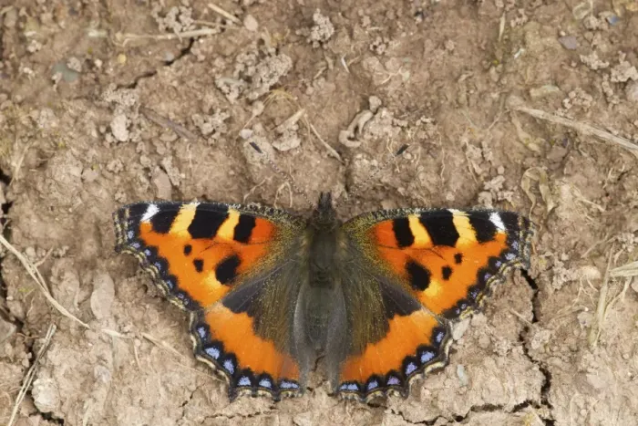 Framed Print : Small Tortoiseshell (Aglais urticae) adult, resting on ground, Berwickshire, Scottish Borders, Scotland, August Framed Print : Small Tortoiseshell (Aglais urticae) adult, resting on ground, Berwickshire, Scottish Borders, Scotland, August