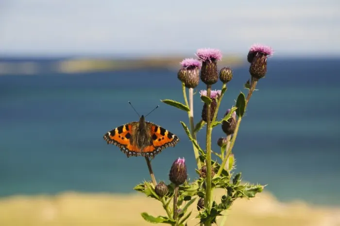 Framed Print : Small Tortoiseshell (Aglais urticae) adult, resting on Creeping Thistle (Cirsium arvense) near coast, Tongue Bay Framed Print : Small Tortoiseshell (Aglais urticae) adult, resting on Creeping Thistle (Cirsium arvense) near coast, Tongue Bay