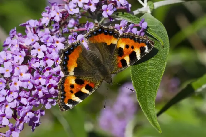 Framed Print : Small Tortoiseshell (Aglais urticae) adult, feeding on Buddleia (Buddleja davidii) flowers in garden, Powys, Wales Framed Print : Small Tortoiseshell (Aglais urticae) adult, feeding on Buddleia (Buddleja davidii) flowers in garden, Powys, Wales