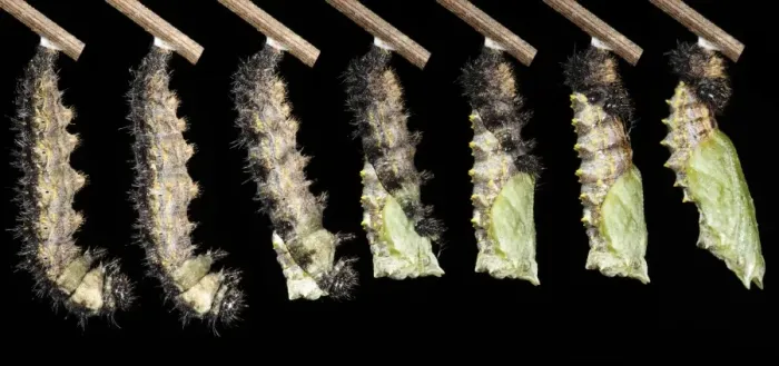 Framed Print : Small Tortoiseshell (Aglais urticae) metamorphosis sequence of larva changing into pupa, august (composite image)