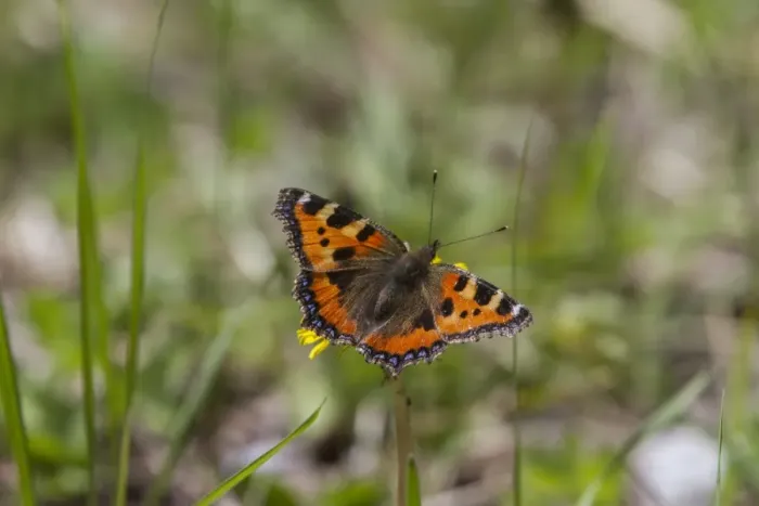 Framed Print : Small Tortoiseshell butterfly - Bulgaria Framed Print : Small Tortoiseshell butterfly - Bulgaria