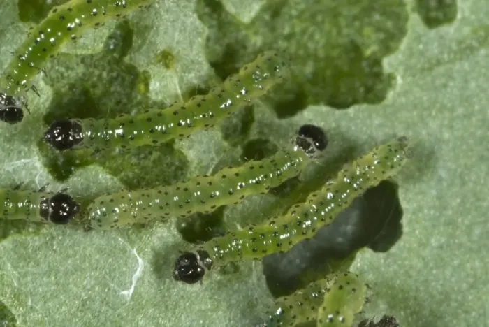 Framed Print : small white butterfly, Pieris rapae, neonate caterpillars feeding on a cabbage leaf