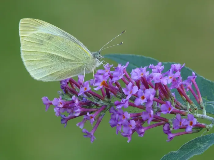 Framed Print : Small White Butterfly (Pieris rapae) adult, feeding on Buddleia (Buddleja sp. ) flowers in garden, Leicestershire Framed Print : Small White Butterfly (Pieris rapae) adult, feeding on Buddleia (Buddleja sp. ) flowers in garden, Leicestershire