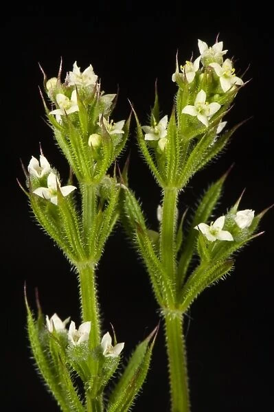 Small white flowers of cleavers or goosegrass, Galium aparine, with green leaves with hooked hairs which stick to