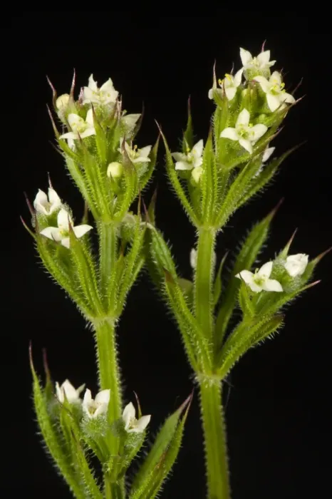 Framed Print : Small white flowers of cleavers or goosegrass, Galium aparine, with green leaves with hooked hairs which stick to Framed Print : Small white flowers of cleavers or goosegrass, Galium aparine, with green leaves with hooked hairs which stick to
