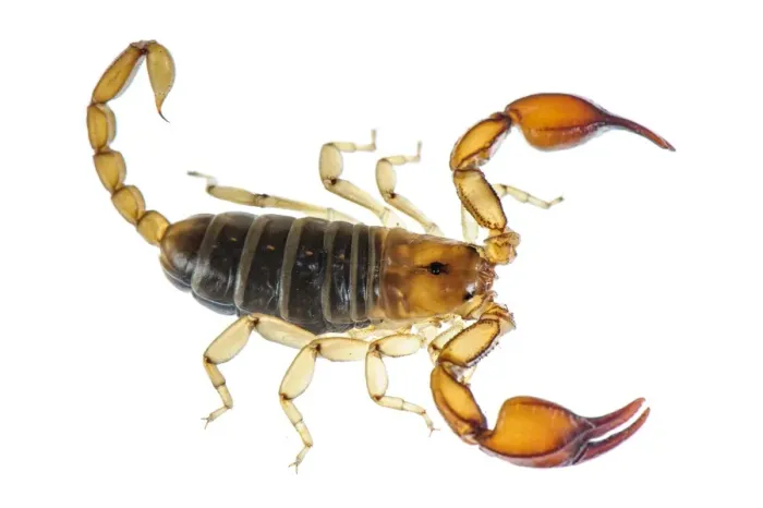 Framed Print : Small Wood-scorpion (Euscorpius sicanus) adult