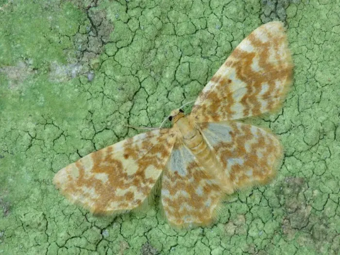 Framed Print : Small Yellow Wave (Hydrelia flammeolaria) adult, resting on lichen covered stone, Leicestershire, England, may Framed Print : Small Yellow Wave (Hydrelia flammeolaria) adult, resting on lichen covered stone, Leicestershire, England, may