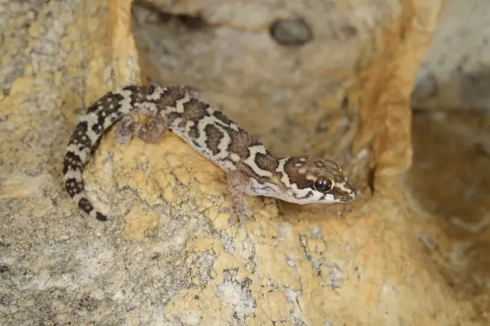 Framed Print : Smiths Thick-toed Gecko (Pachydactylus formosus) adult, resting on rock, South Africa, February Framed Print : Smiths Thick-toed Gecko (Pachydactylus formosus) adult, resting on rock, South Africa, February