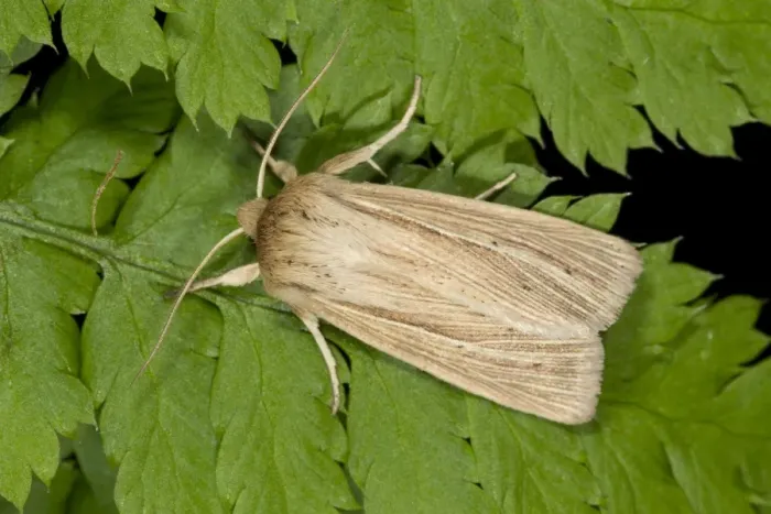 Framed Print : Smoky Wainscot (Mythimna impura) adult, resting on fern leaf, Powys, Wales, July Framed Print : Smoky Wainscot (Mythimna impura) adult, resting on fern leaf, Powys, Wales, July