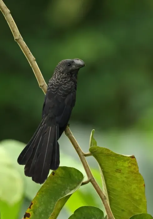 Framed Print : Smooth-billed Ani (Crotophaga ani) adult, perched on stem, Botanical Gardens, Santo Domingo, Dominican Republic Framed Print : Smooth-billed Ani (Crotophaga ani) adult, perched on stem, Botanical Gardens, Santo Domingo, Dominican Republic