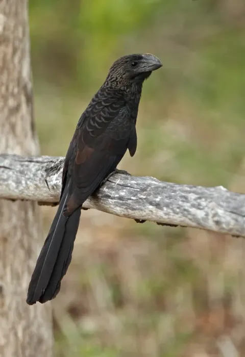 Framed Print : Smooth-billed Ani (Crotophaga ani) adult, perched on fence railing, Zapata Peninsula, Matanzas Province, Cuba, March