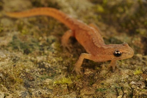 Smooth Newt (Lissotriton vulgaris) adult, in terrestrial phase, Italy, june