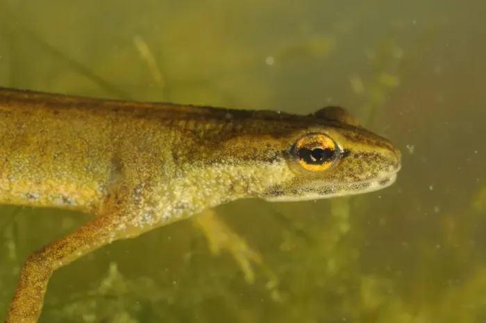 Framed Print : Smooth Newt (Lissotriton vulgaris) adult female, close-up of head, underwater, Italy, june Framed Print : Smooth Newt (Lissotriton vulgaris) adult female, close-up of head, underwater, Italy, june