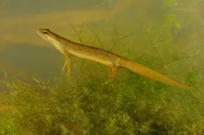 Framed Print : Smooth Newt (Lissotriton vulgaris) adult female, underwater, Italy, june