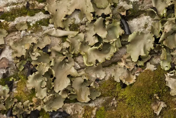 Framed Print : Smooth Rock-tripe (Umbilicaria mammulata) growing on vertical rockface, Catskill Mountains, New York State, U. S. A Framed Print : Smooth Rock-tripe (Umbilicaria mammulata) growing on vertical rockface, Catskill Mountains, New York State, U. S. A