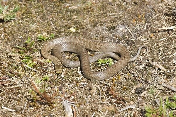 Smooth Snake (Coronella austriaca) adult, basking on heathland, Dorset, England, summer