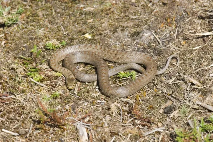 Framed Print : Smooth Snake (Coronella austriaca) adult, basking on heathland, Dorset, England, summer Framed Print : Smooth Snake (Coronella austriaca) adult, basking on heathland, Dorset, England, summer