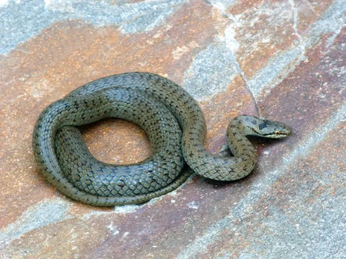 Framed Print : Smooth Snake (Coronella austriaca) adult, coiled on stone, Cannobina Valley, Piedmont, Northern Italy, july Framed Print : Smooth Snake (Coronella austriaca) adult, coiled on stone, Cannobina Valley, Piedmont, Northern Italy, july
