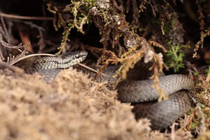 Framed Print : Smooth Snake (Coronella austriaca) adult, coiled amongst vegetation, Wareham Forest, Dorset, England, July