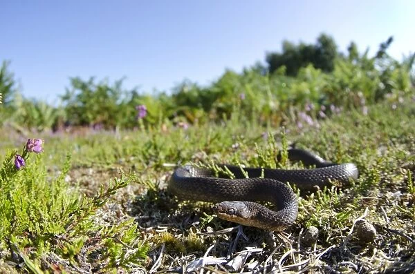 Smooth Snake (Coronella austriaca) adult, in lowland heathland habitat, Arne, Dorset, England, August