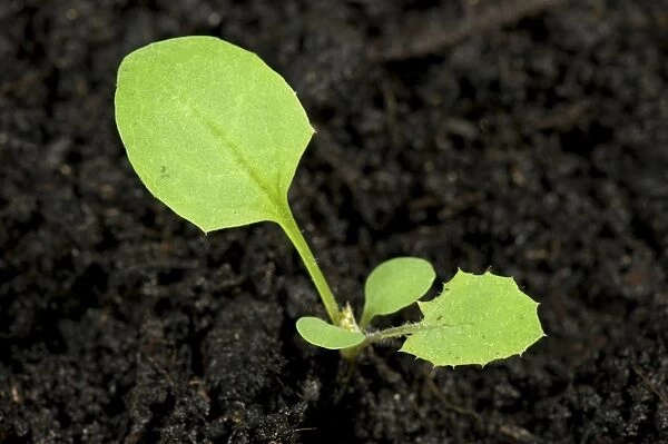 Smooth sow-thistle, Sonchus oleraceus, arable garden weed seedling with cotyledons and first true leaves
