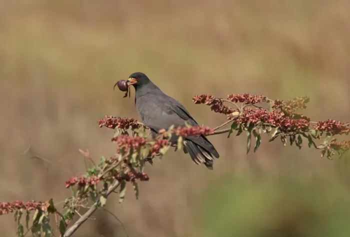 Framed Print : Snail Kite (Rostrahamus sociabilis sociabilis) adult male, with Red Freshwater Crab (Dilocarcinus pagei) prey in beak, perched on branch, Campo Jofre, Mato Grosso, Brazil, august