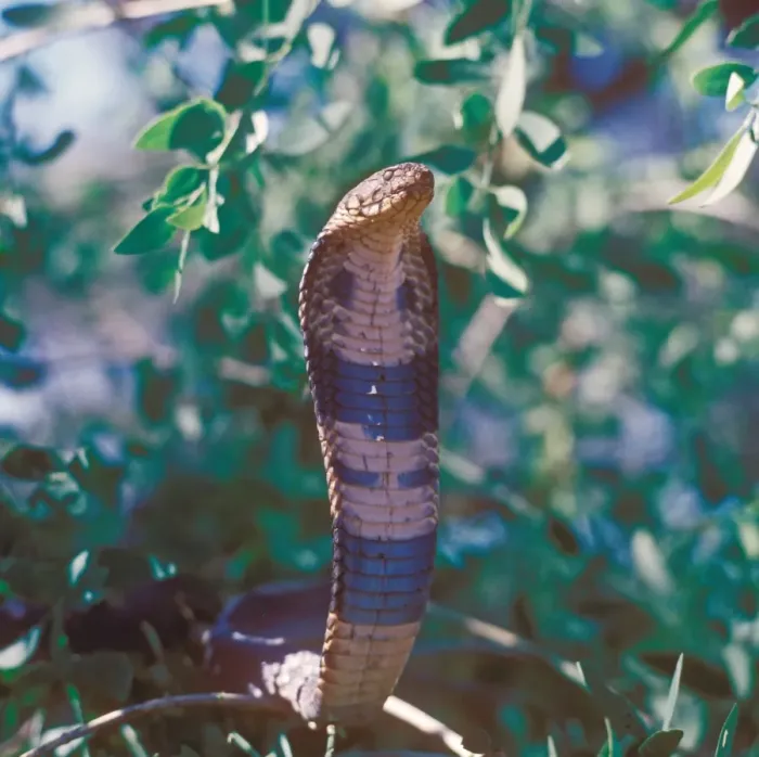 Framed Print : Snake - Cobra Spitting (Naja nigricollis) close-up of head in branches Framed Print : Snake - Cobra Spitting (Naja nigricollis) close-up of head in branches