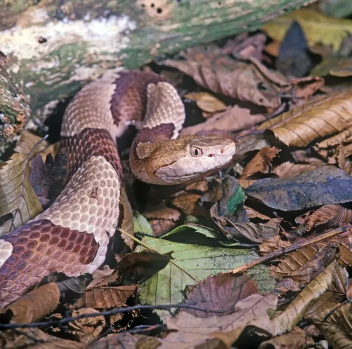 Framed Print : Snake - Copperhead (Agkistrodon c. contortrix) Close-up of head / on dead leaves Framed Print : Snake - Copperhead (Agkistrodon c. contortrix) Close-up of head / on dead leaves