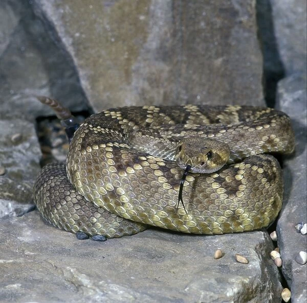 Snake - Rattlesnake Diamond-backed Western(Crotulus atrox) coiled on a rock  /  tongue out