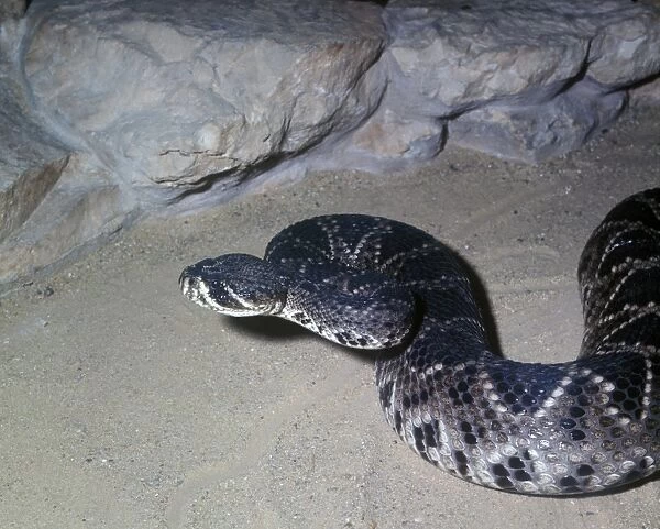 Snake - Rattlesnake Diamondback Eastern (Crotalus adamanteus) Close-up  /  head raised