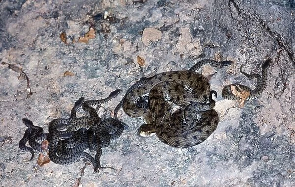 Snake - Viper Asp Italian (Vipera aspis francisciredi) On rock with young